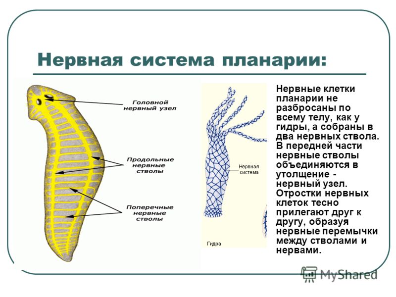 Kraken 13 at сайт