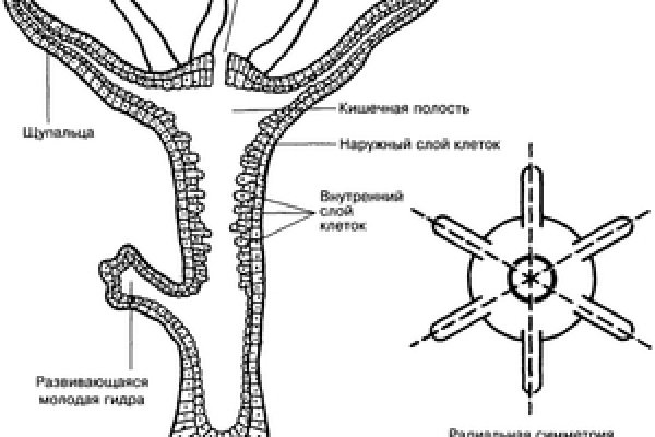 Кракен маркет даркнет speed up